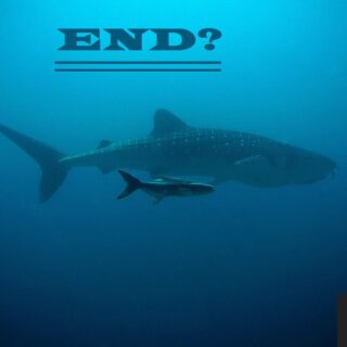 the blue whale challenge